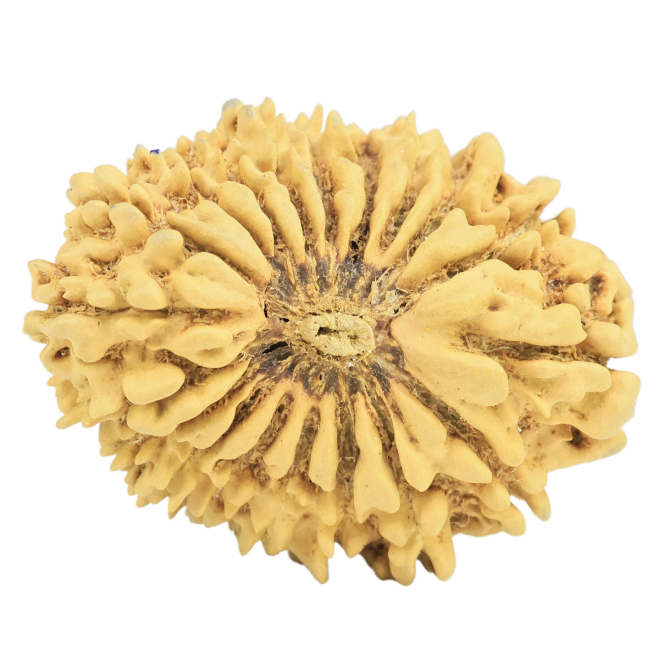 19 Mukhi Rudraksha 32mm 4.07gm - Rudraksha