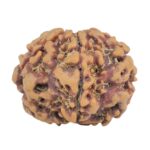 1MK(Underdeveloped) 22.5mm 3.78gm - Rudraksha