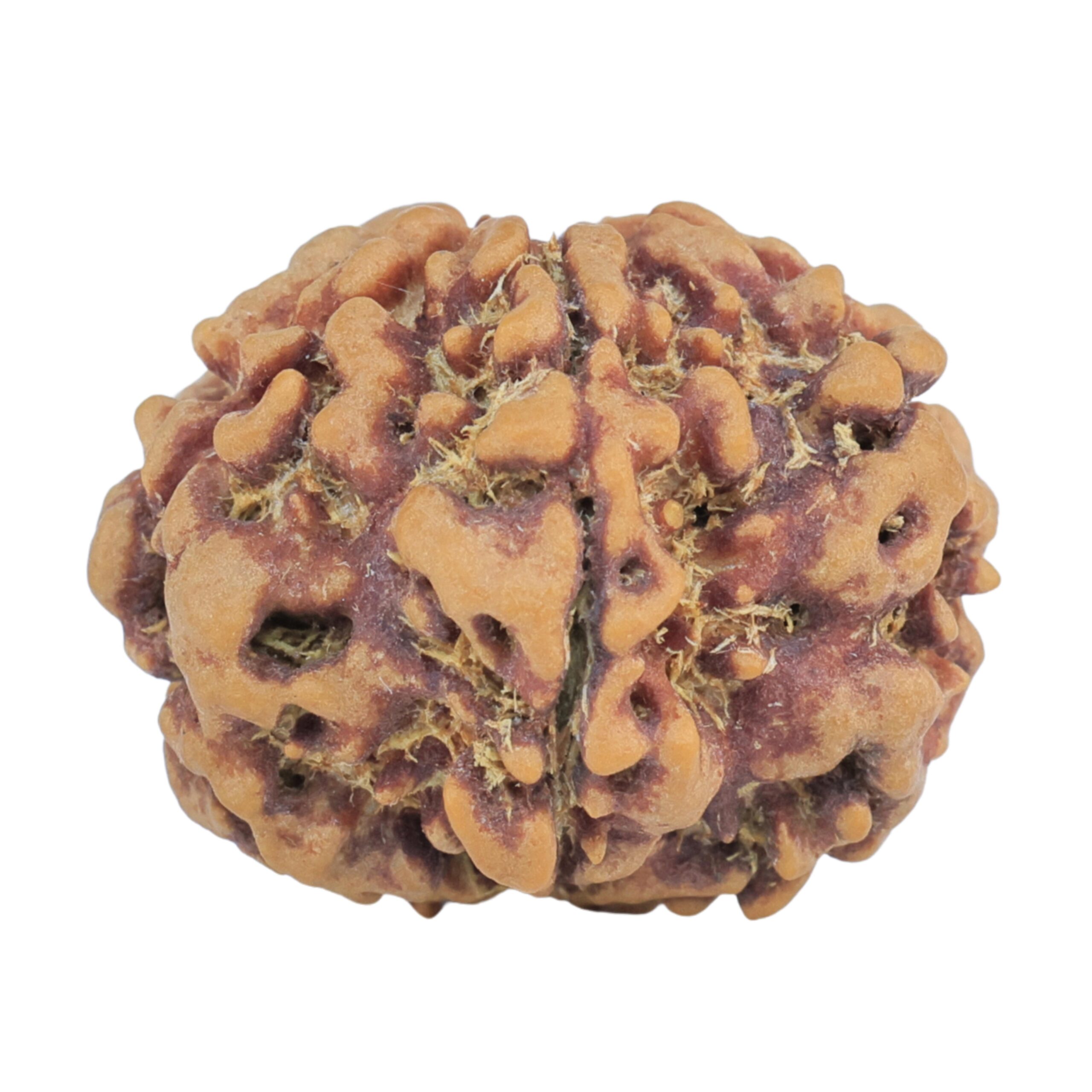 1MK(Underdeveloped) 22.5mm 3.78gm - Rudraksha