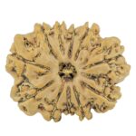 11 Mukhi Rudraksha 24mm 3.31gm - Rudraksha