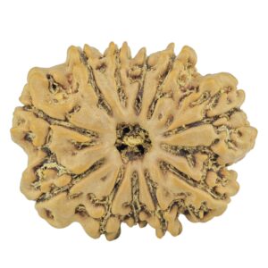 11 Mukhi Rudraksha 24mm 3.31gm - Rudraksha