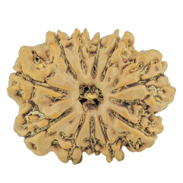 11 Mukhi Rudraksha 24mm 3.31gm - Rudraksha