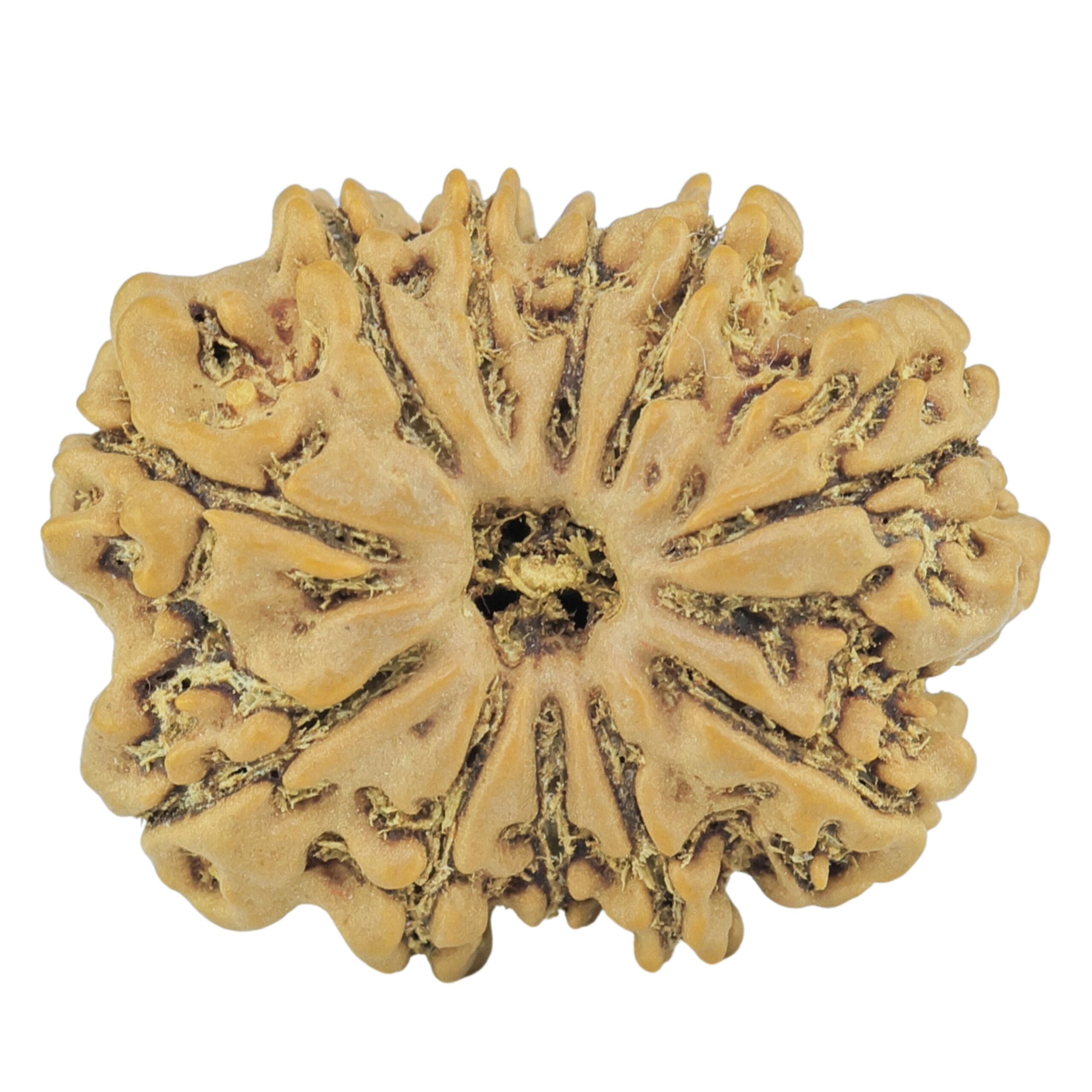 11 Mukhi Rudraksha 24mm 3.31gm - Rudraksha