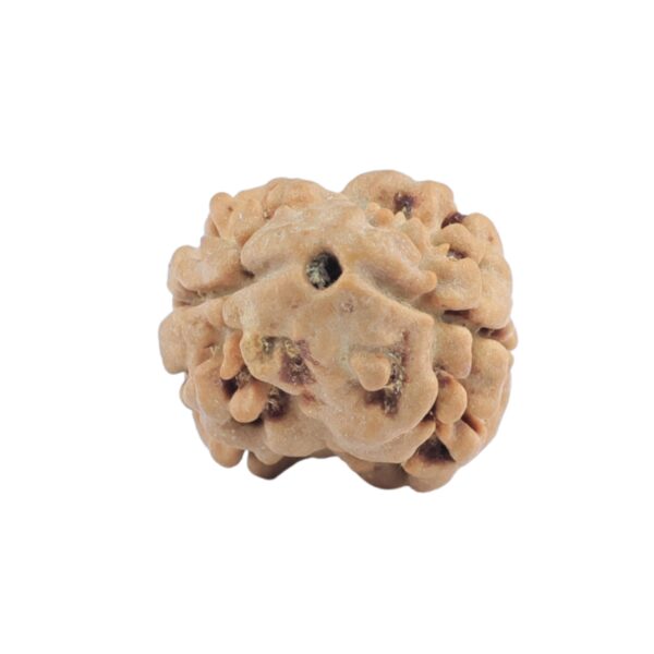 2 Mukhi Rudraksha 17.6mm 1.34gm - Rudraksha