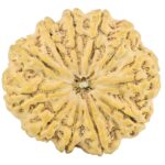 11 Mukhi Rudraksha 32.4mm 7.57gm - Rudraksha