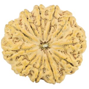 11 Mukhi Rudraksha 32.4mm 7.57gm - Rudraksha