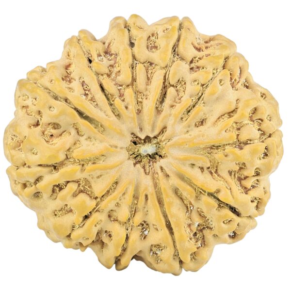 11 Mukhi Rudraksha 32.4mm 7.57gm - Rudraksha