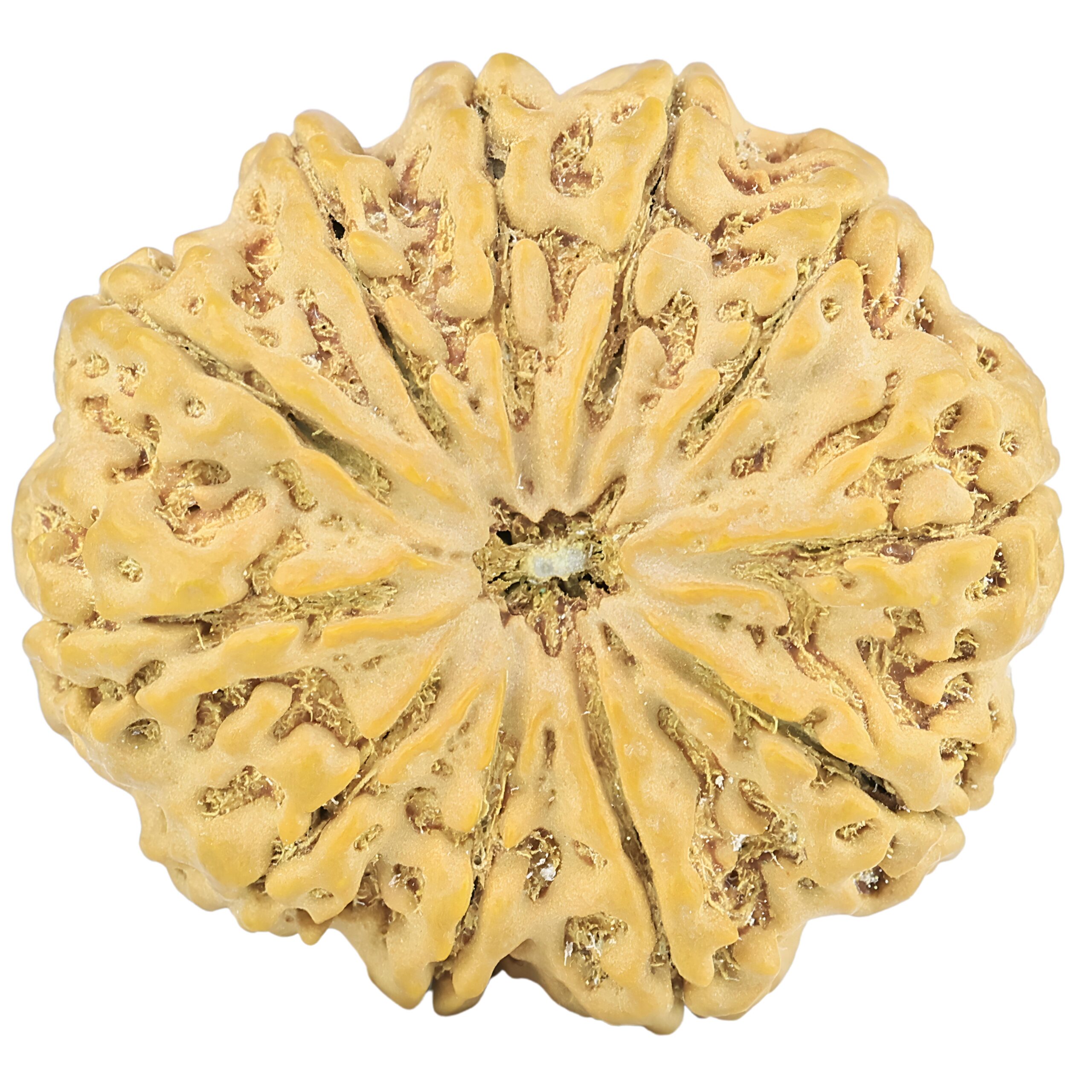11 Mukhi Rudraksha 32.4mm 7.57gm - Rudraksha