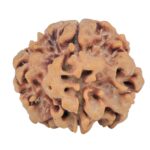 1MK(Underdeveloped) 22.5mm 3.36gm - Rudraksha