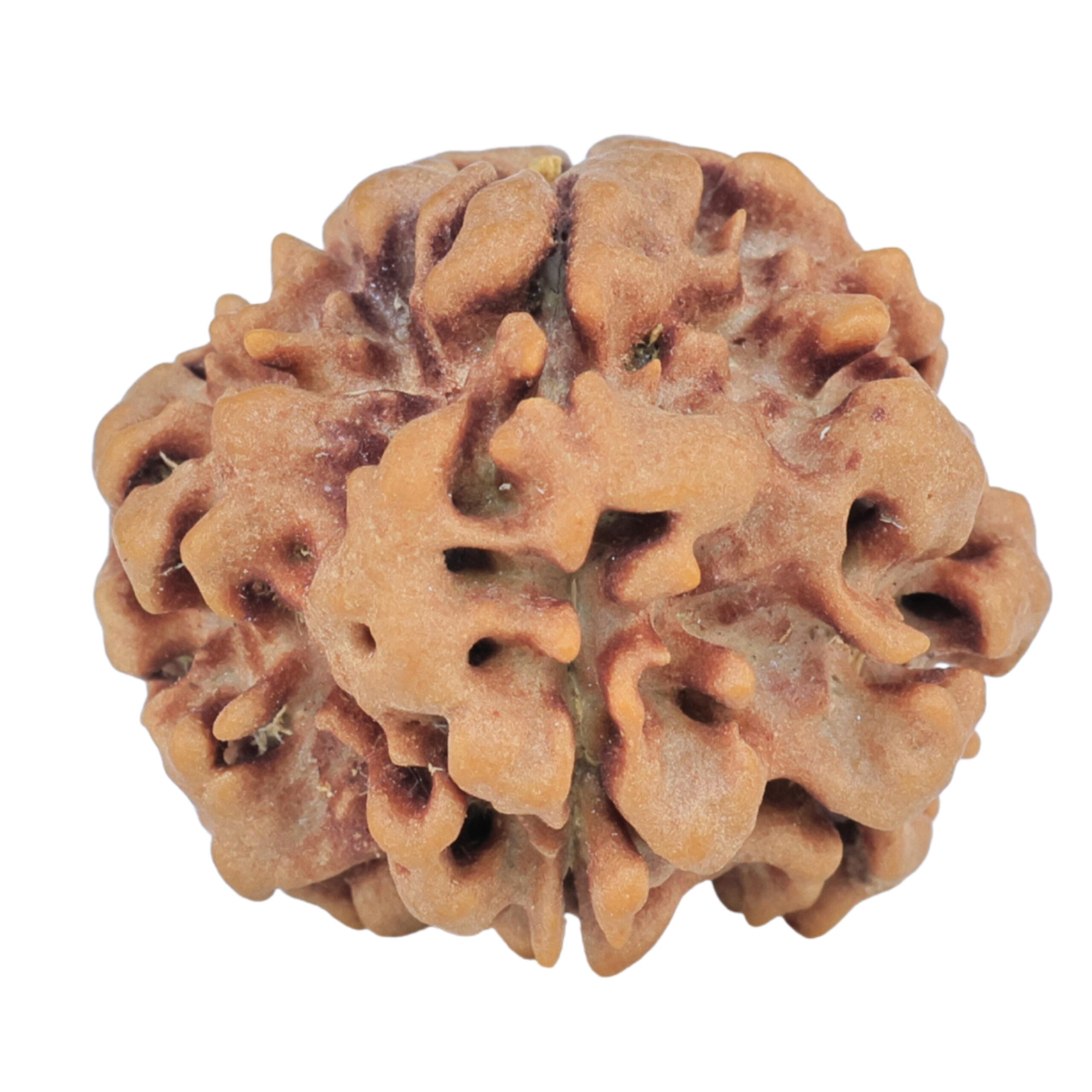 1MK(Underdeveloped) 22.5mm 3.36gm - Rudraksha