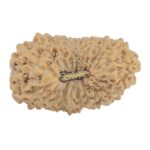 20 Mukhi Rudraksha 22.4mm 2gm - Rudraksha