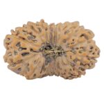 16 Mukhi Rudraksha 25.4mm 2.59gm - Rudraksha