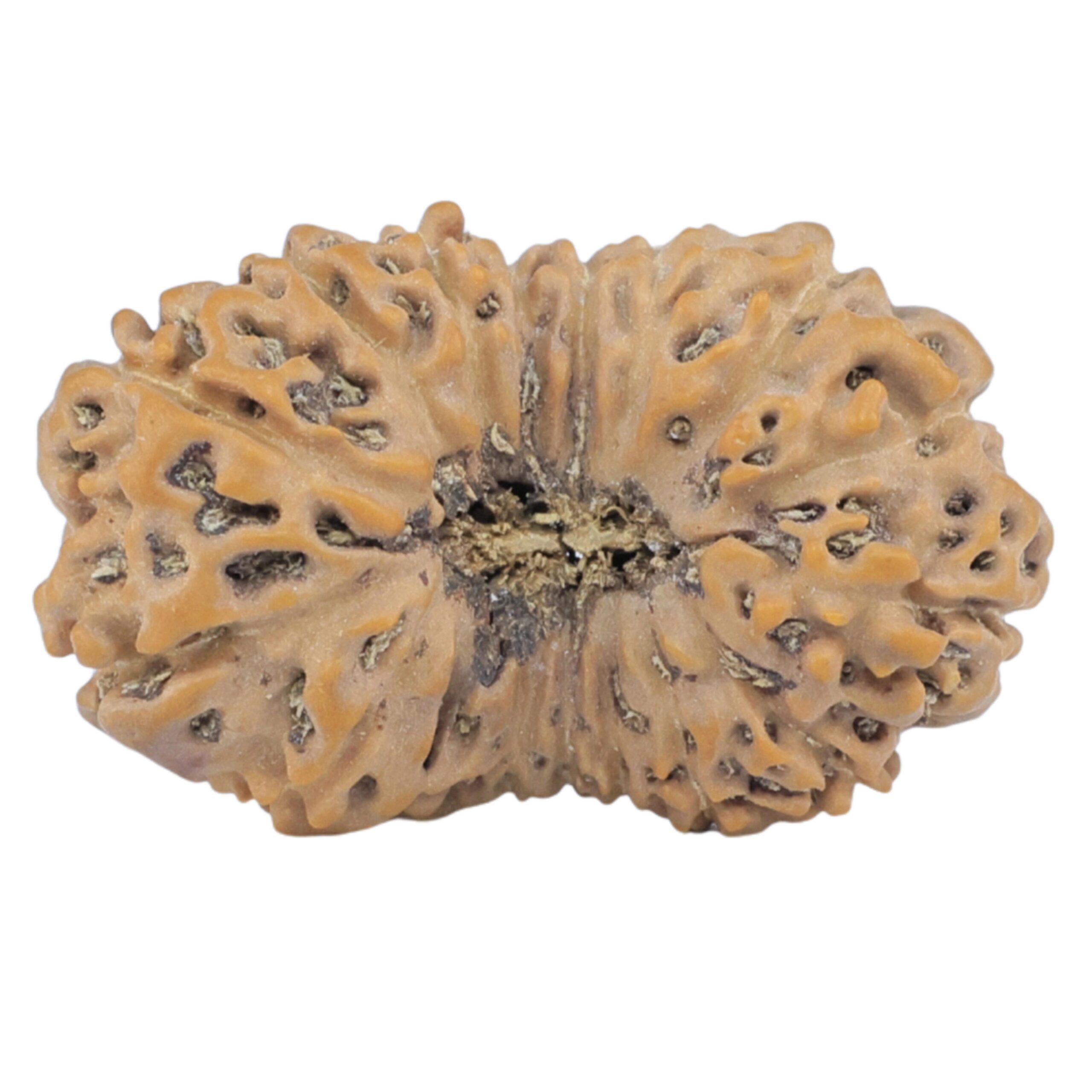 16 Mukhi Rudraksha 25.4mm 2.59gm - Rudraksha