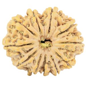 11 Mukhi Rudraksha 30.6mm 7.09gm - Rudraksha