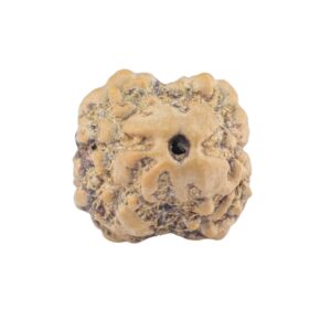 2 Mukhi Rudraksha 21.2mm 1.58gm - Rudraksha