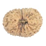 16 Mukhi Rudraksha 20mm 1.3gm - Rudraksha