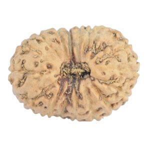 16 Mukhi Rudraksha 20mm 1.3gm - Rudraksha