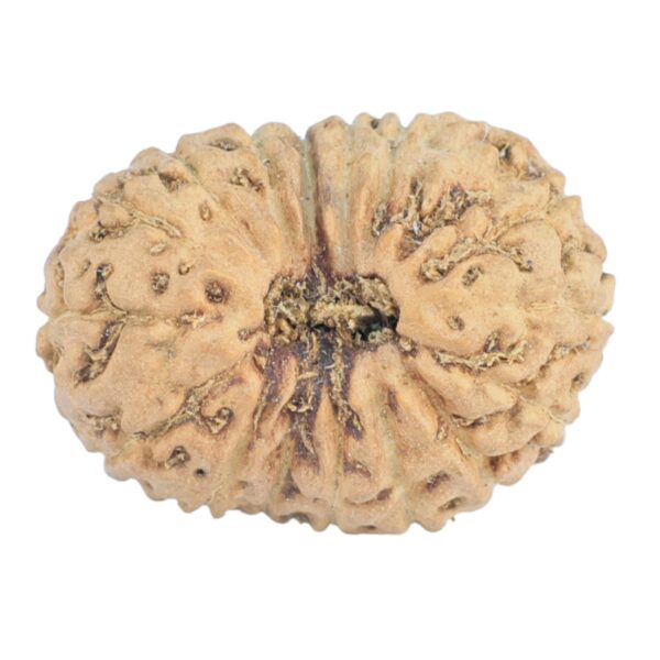 16 Mukhi Rudraksha 20mm 1.3gm - Rudraksha