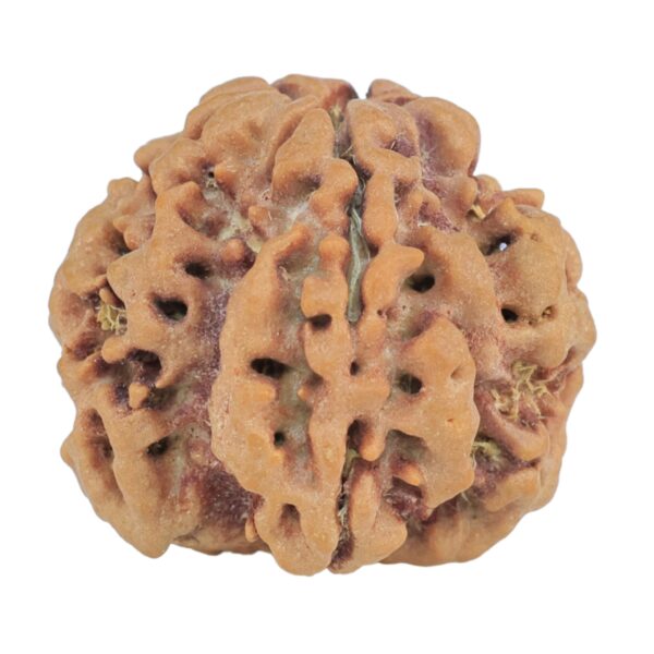 1MK(Underdeveloped) 22.8mm 4.17gm - Rudraksha