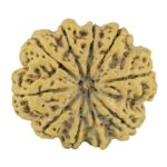 10 Mukhi Rudraksha 33.9mm 7.92gm - Rudraksha