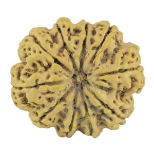 10 Mukhi Rudraksha 33.9mm 7.92gm - Rudraksha