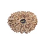 15 Mukhi Rudraksha 17.7mm 1.24gm - Rudraksha