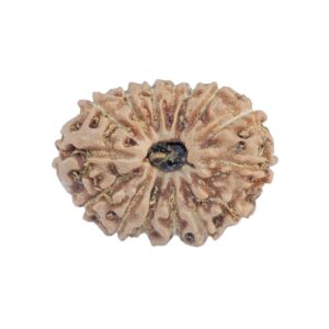 15 Mukhi Rudraksha 17.7mm 1.24gm - Rudraksha
