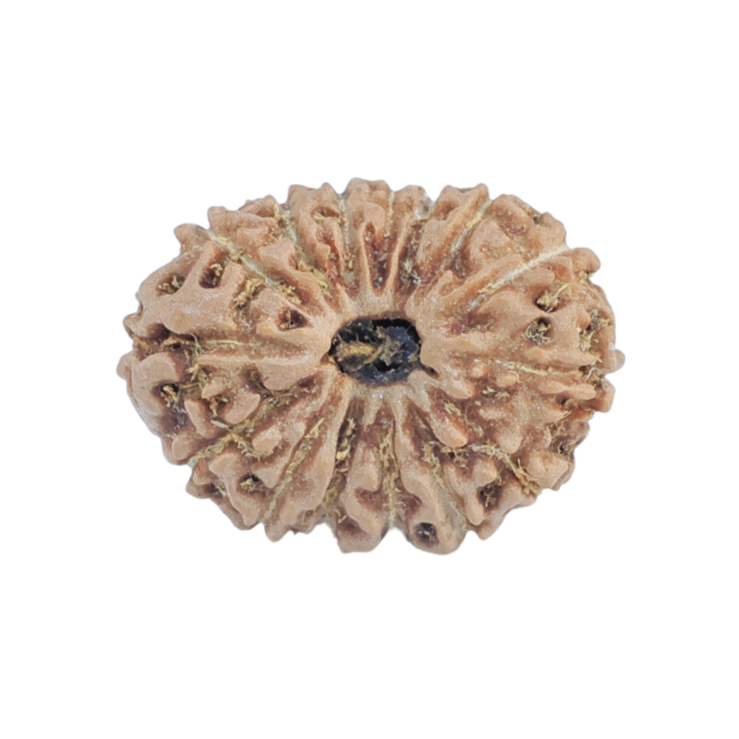 15 Mukhi Rudraksha 17.7mm 1.24gm - Rudraksha