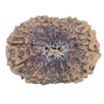15 Mukhi Rudraksha 25.9mm 3gm - Rudraksha