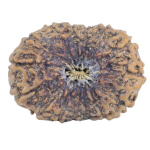 15 Mukhi Rudraksha 25.9mm 3gm - Rudraksha