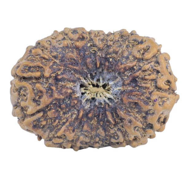 15 Mukhi Rudraksha 25.9mm 3gm - Rudraksha