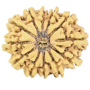 12 Mukhi Rudraksha 28.7mm 4.23gm - Rudraksha