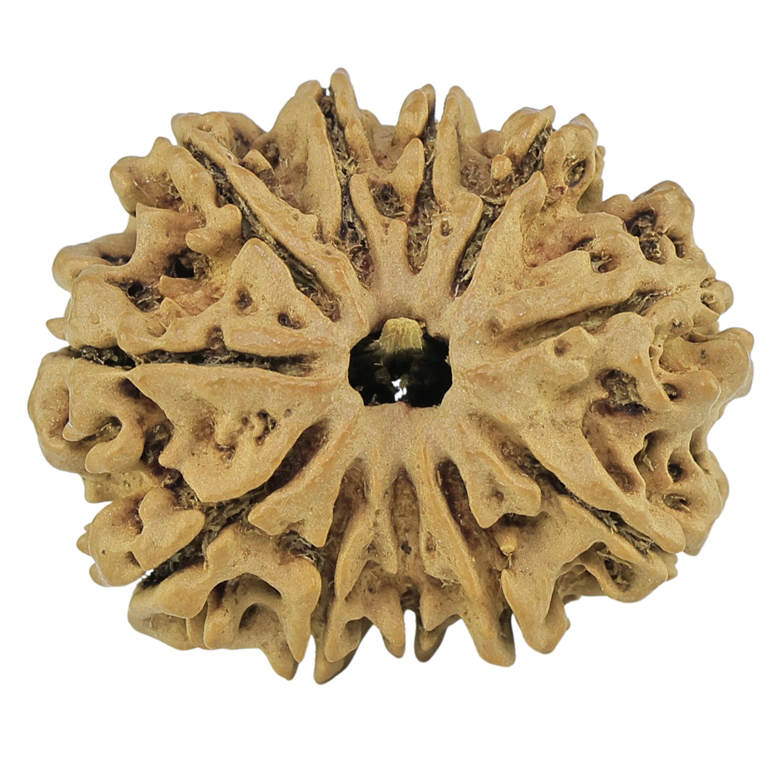 11 Mukhi Rudraksha 27.8mm 4gm - Rudraksha