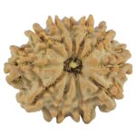 11 Mukhi Rudraksha 22.6mm 2.79gm - Rudraksha