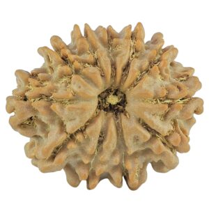11 Mukhi Rudraksha 22.6mm 2.79gm - Rudraksha