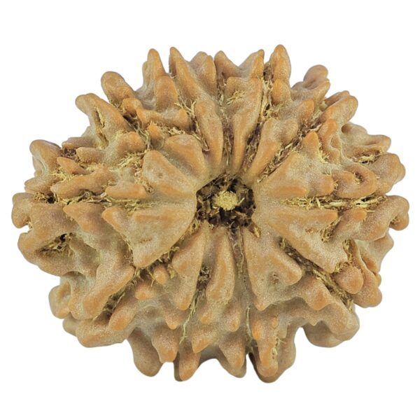 11 Mukhi Rudraksha 22.6mm 2.79gm - Rudraksha