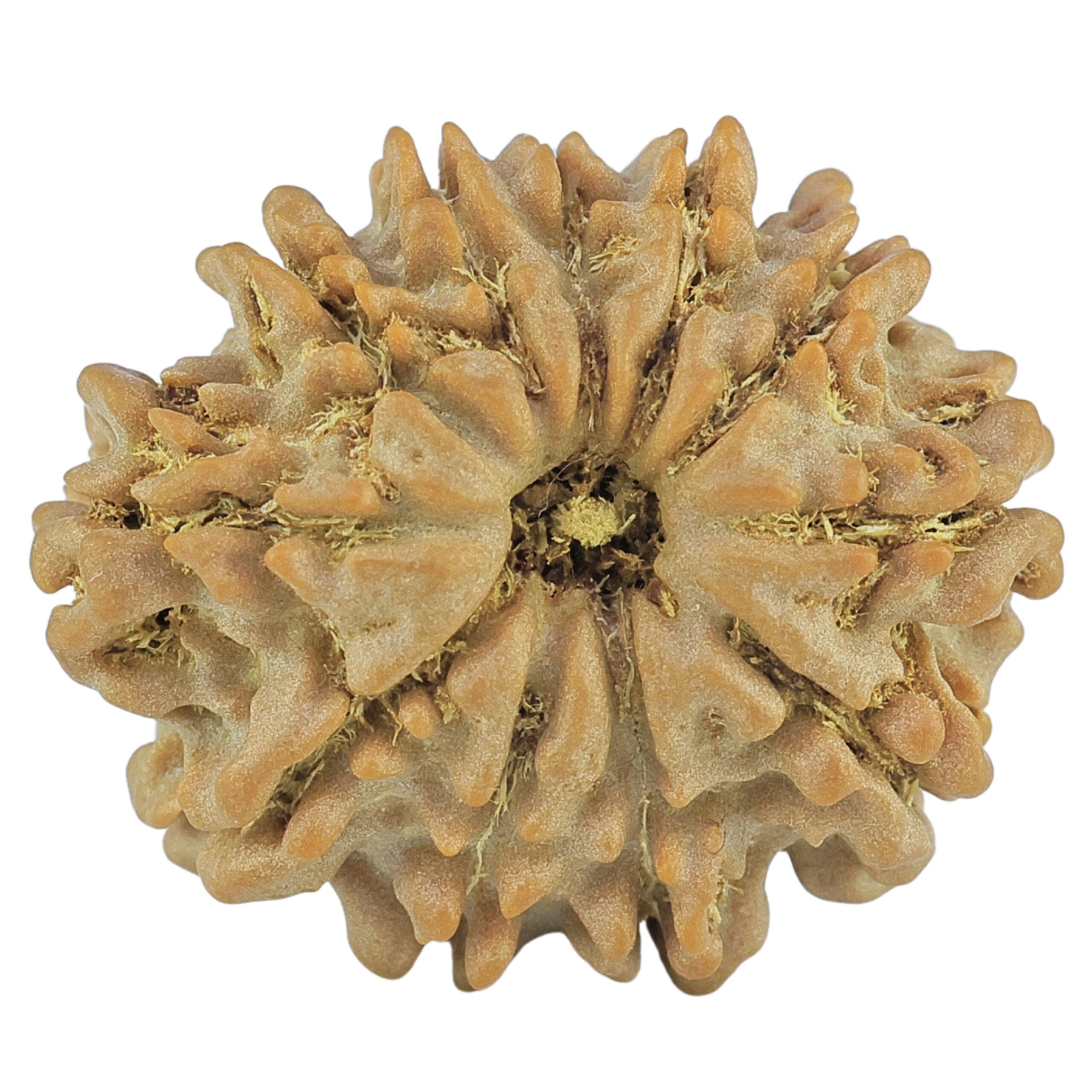 11 Mukhi Rudraksha 22.6mm 2.79gm - Rudraksha