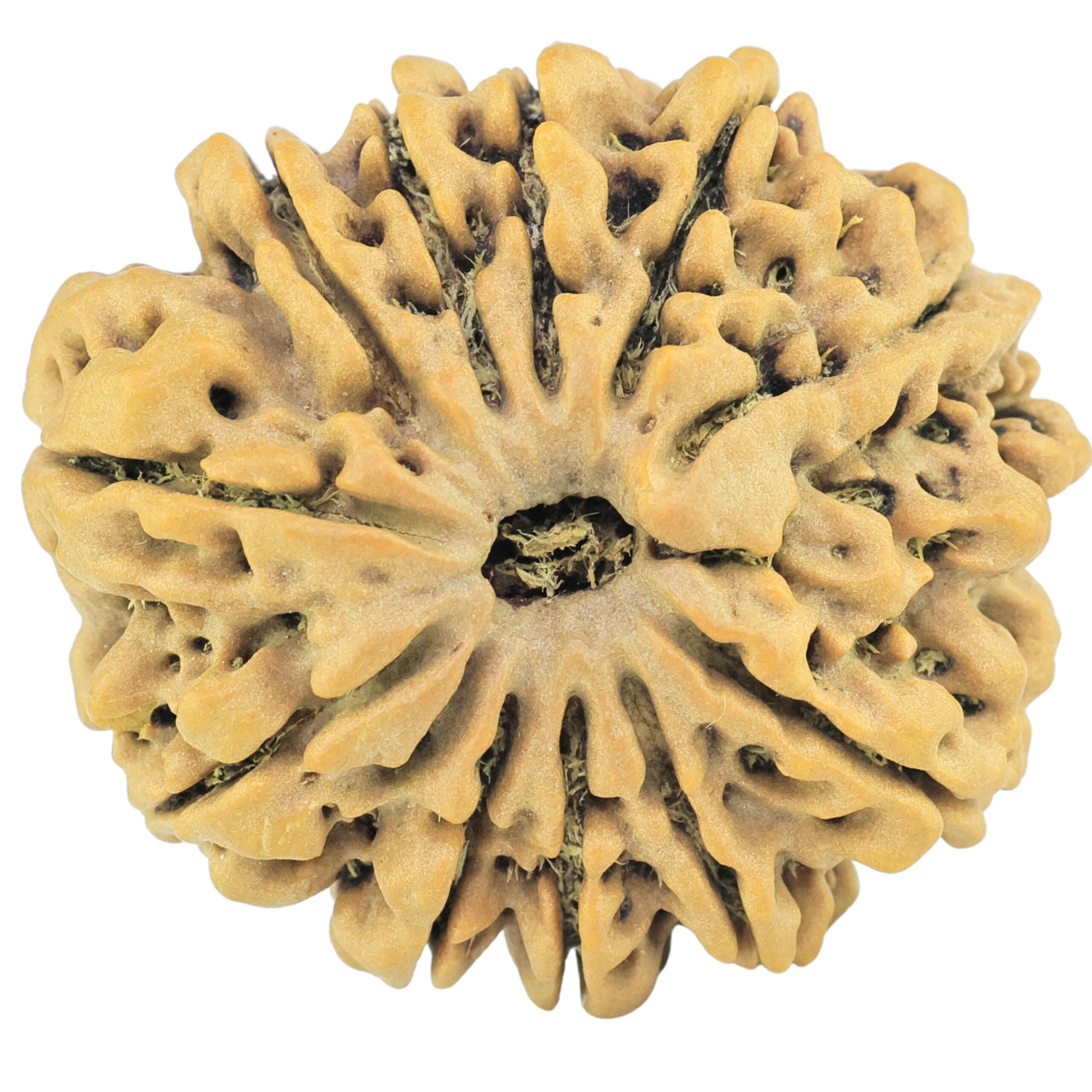 11 Mukhi Rudraksha 29.9mm 7gm - Rudraksha