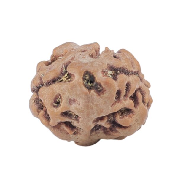 2 Mukhi Rudraksha 15.8mm 1.25gm - Rudraksha