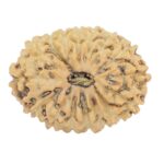 16 Mukhi Rudraksha 20.7mm 1.39gm - Rudraksha