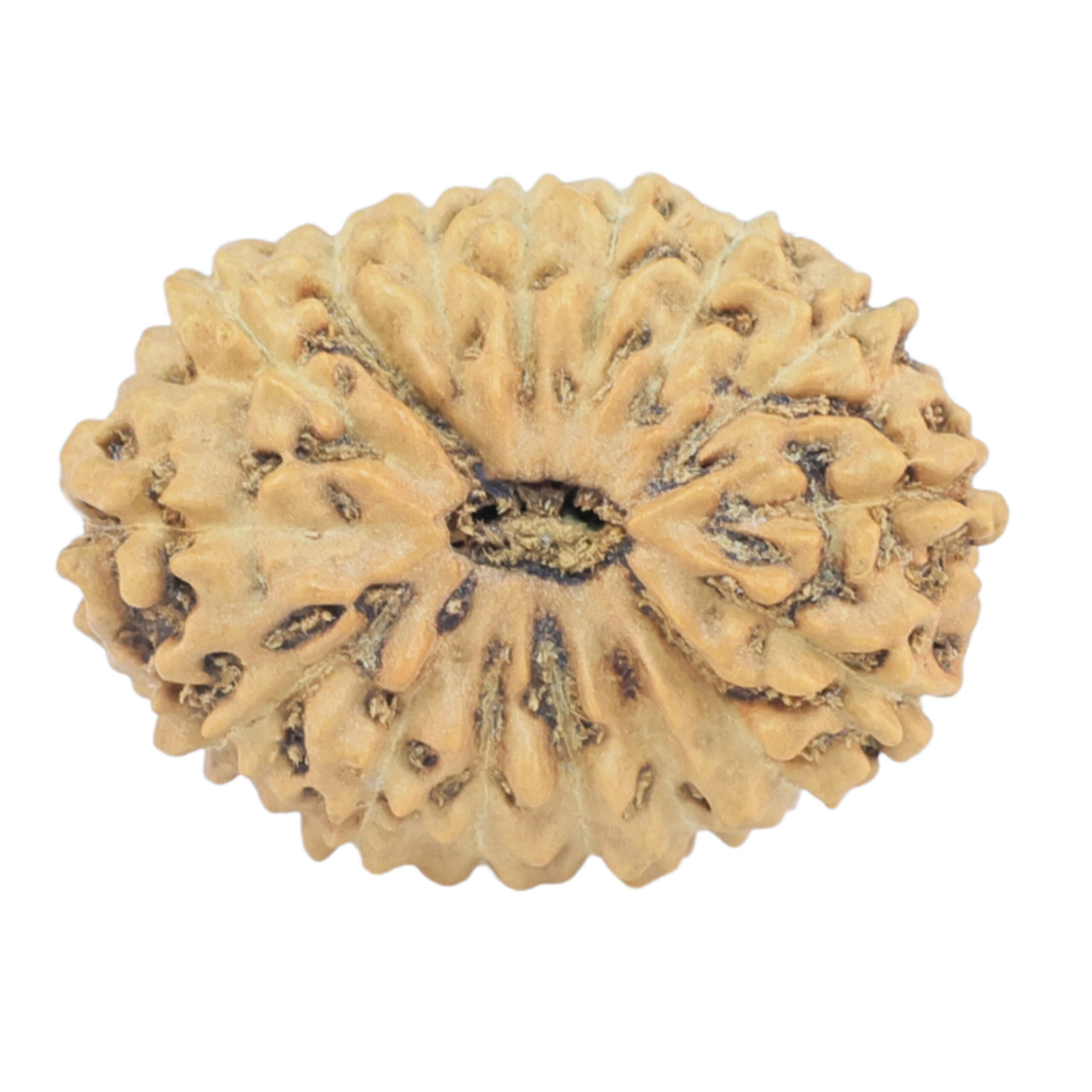 16 Mukhi Rudraksha 20.7mm 1.39gm - Rudraksha