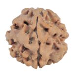 1MK(Underdeveloped) 21.9mm 3gm - Rudraksha