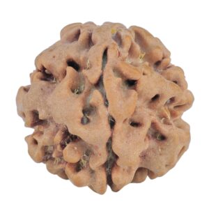 1MK(Underdeveloped) 21.9mm 3gm - Rudraksha