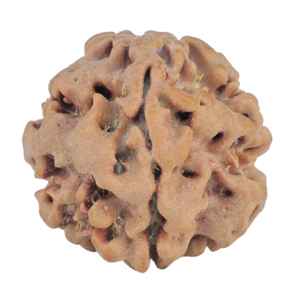 1MK(Underdeveloped) 21.9mm 3gm - Rudraksha