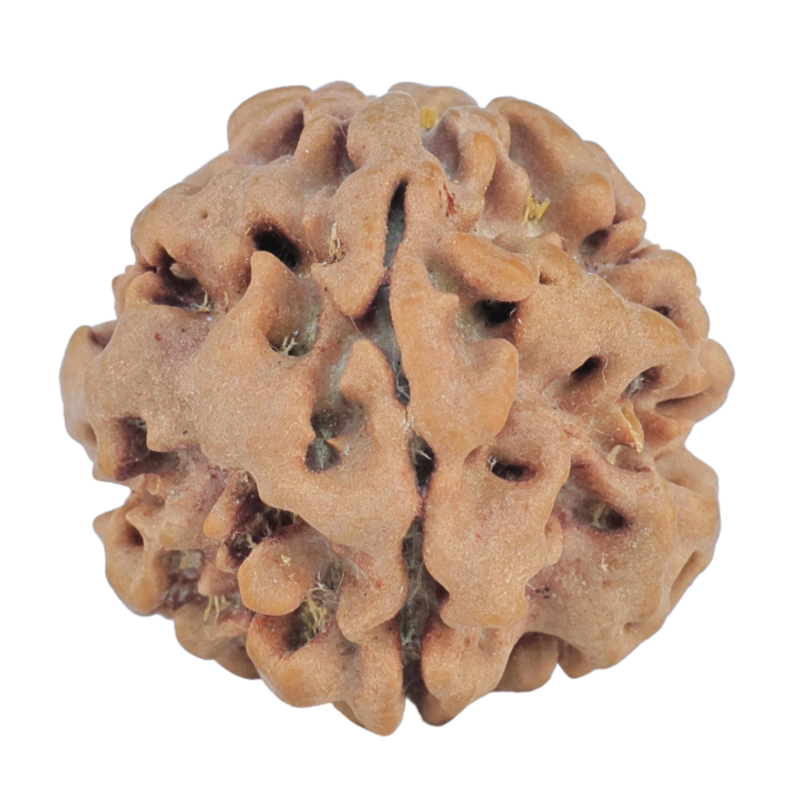 1MK(Underdeveloped) 21.9mm 3gm - Rudraksha