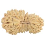21 Mukhi Rudraksha 19.5mm 1.07gm - Rudraksha