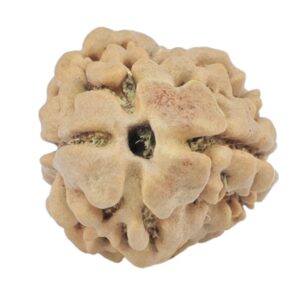 2 Mukhi Rudraksha 23.7mm 2.33gm - Rudraksha