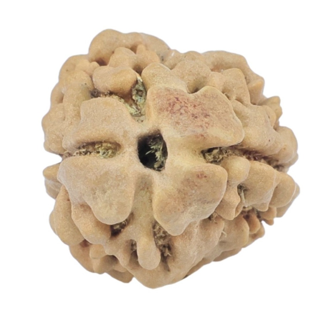 2 Mukhi Rudraksha 23.7mm 2.33gm - Rudraksha