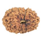 16 Mukhi Rudraksha 16.9mm 1gm - Rudraksha