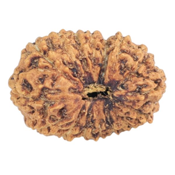 16 Mukhi Rudraksha 16.9mm 1gm - Rudraksha